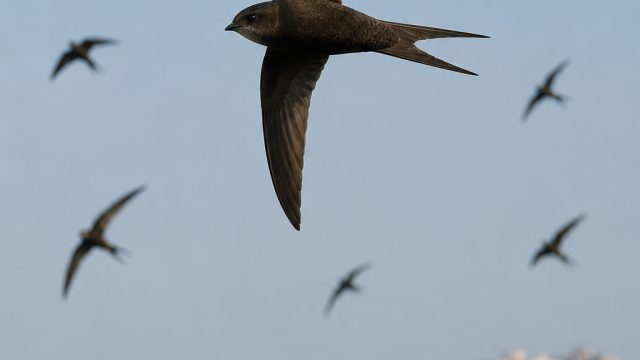 Summer Birdwatch: Swifts Thriv