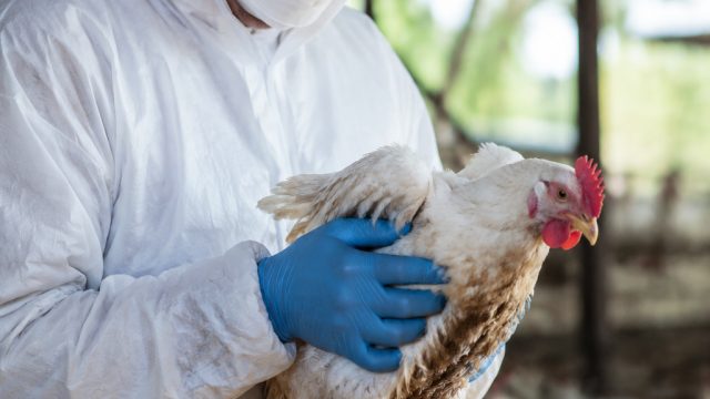 Urgent Call to Action: Combating the Bird Flu Crisis in Australia | unik777 rtp, rtp indo268, situs
